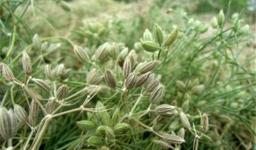 آغاز عملیات کاشت گیاه دارویی زیره سبز در شهرستان سروستان