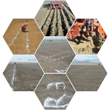  مقایسه ارقام سیب زمینی دراقلید