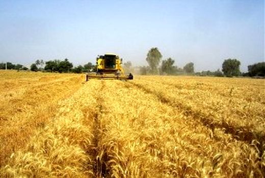تولید بیش از ۱۲ هزار تن گندم در گیلان