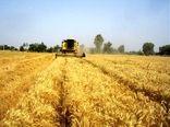 تولید بیش از ۱۲ هزار تن گندم در گیلان