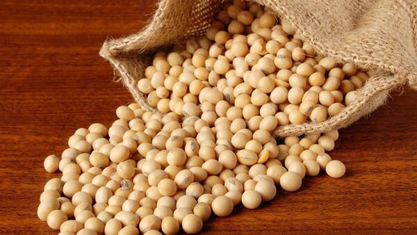 اصفهان نیازمند سویای دیگر استان ها و واردات است