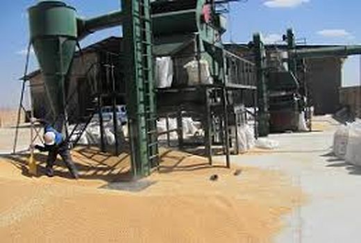  ضدعفونی و بوجاری بیش از 8 هزار تن گندم و جو در اهواز