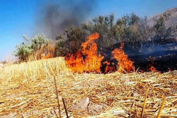 حفظ بقایای گیاهی، سرمایهگذاری برای آینده