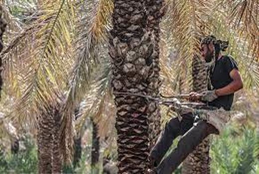 بهره‌وری و پایداری منابع تولید در بخش کشاورزی خرمشهر