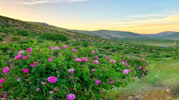 بی رقیبی کیفیت گلاب نطنز در شرایط آب و هوایی مناسب