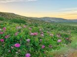 بی رقیبی کیفیت گلاب نطنز  در شرایط آب و هوایی مناسب