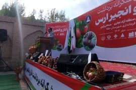 جلفا، رتبه اول تولید انار و انجیر در آذربایجان شرقی  / صادرات انار ارگانیک به کشورهای همسایه