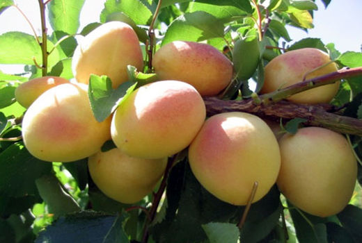 آغاز برنامه اصلاحی در ایستگاه تحقیقات باغبانی سهند