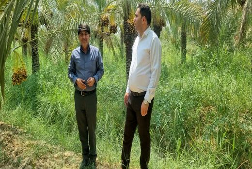 سیراب شدن نخیلات شادگان