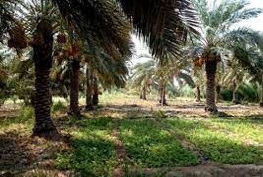 پرداخت اعتبار ۸۰۰ میلیون تومانی به نخلکاران آبادانی