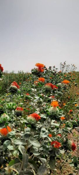 کشت دانه روغنی گلرنگ در شهرستان دهلران