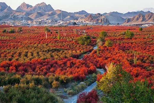 افین میزبان مراسم افتتاح جشنواره ملی زرشک