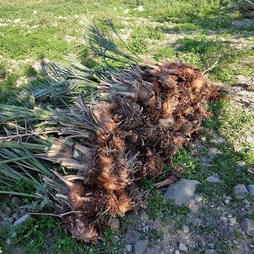 ممنوعیت انتقال پا جوش نخل آلوده