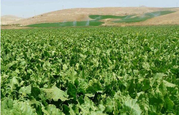 پیش‌بینی کشت 15 هزار هکتار چغندرقند پاییزه در خوزستان