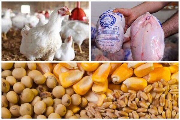 آغاز نظارت جدی بر۱۷ کشتارگاه مرغ دراصفهان