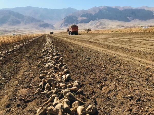 بیش از ۲۰ هزار تن چغندر قند از مزارع شهرستان کیار برداشت می شود