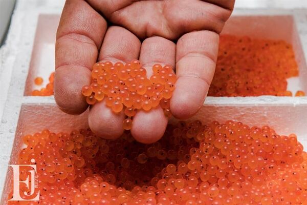 تولید بیش از 10 میلیون تخم سبز و چشم زده ماهی قزل آلا در شهرستان فریدونشهر
