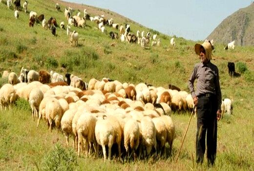 دامداران آذربایجان غربی نسبت به تمدید پروانه چرا اقدام کنند