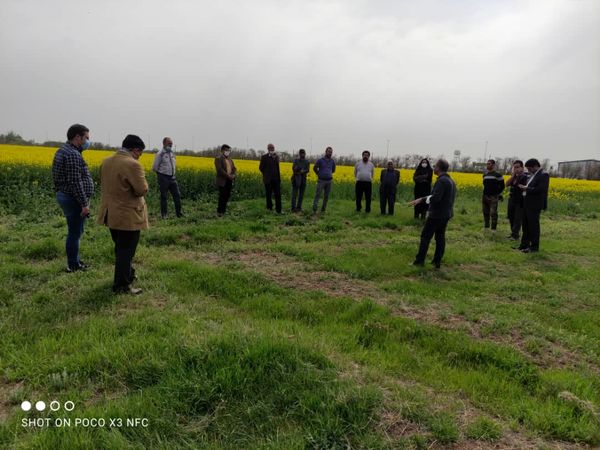 مدیریت کنترل علف‌های هرز و بیماری‌های کلزا در مزارع کشاورزی بررسی شد 