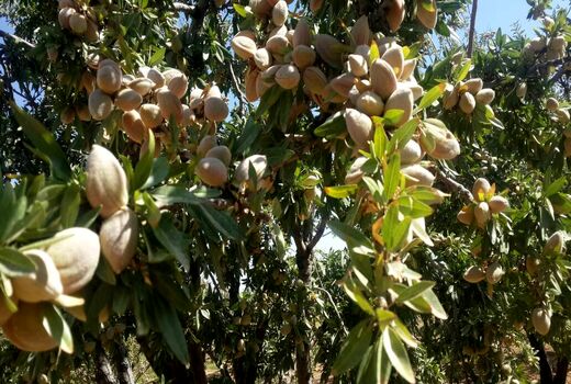 آغاز برداشت بادام از باغ‌های نی‌ریز