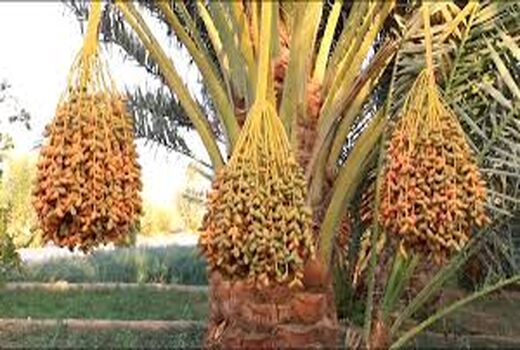 پایان خرید توافقی خرما در آبادان