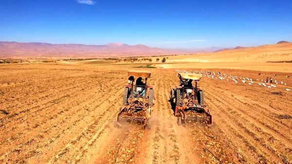 پیش‌بینی برداشت ۲۵۰ هزار تن سیب‌زمینی از مزارع چهارمحال و بختیاری
