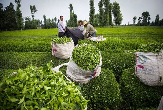 خریداری 130 هزار تن برگ سبز چای از باغات گیلان و مازندران