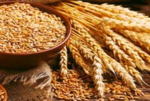 انعقاد قرارداد تولید گندم دوروم برای کارخانجات ماکارونی