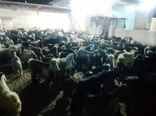 محموله قاچاق 281 راسی دام در شهرستان بیضا توقیف شد