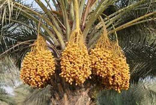 برداشت نوبرانه 