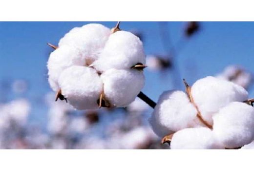 کشت طلای سفید در 800 هکتار مزارع بهشهر