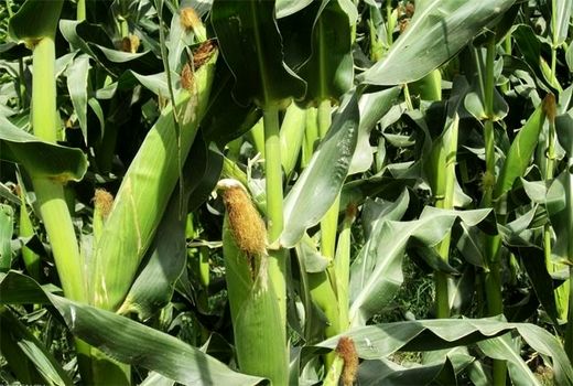 هشدار هواشناسی به کشاورزان