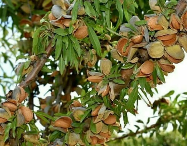 آغاز برداشت بادام از نگین سبز چهارمحال و بختیاری