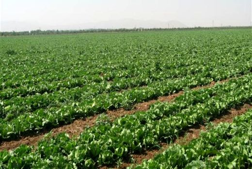 وضع عوارض صادراتی چه اثری بر تامین محصولات اساسی دارد؟/کنترل خروج آب مجازی از کشور با وضع عوارض صادراتی
