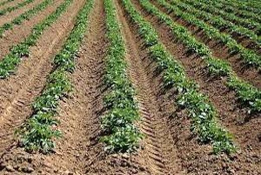  کشاورزان از کودهای توصیه شده استفاده کنند