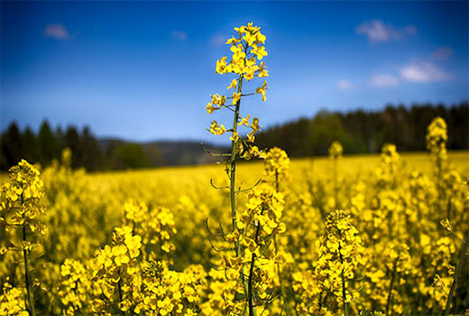 تحویل مستقیم کلزا به کارخانه روغن کشی در اصفهان