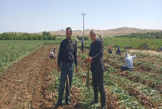 آغاز برداشت بیش از 8هزار و 100 تن سیر خشک از مزارع شاهین دژ 