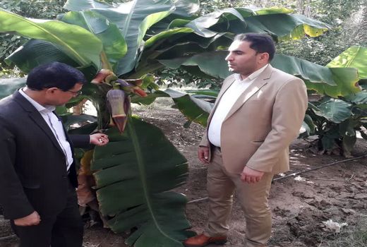 آغاز باردهی میوه های گرمسیری موز و پاپایا در پایلوت‌های فضای باز خوزستان