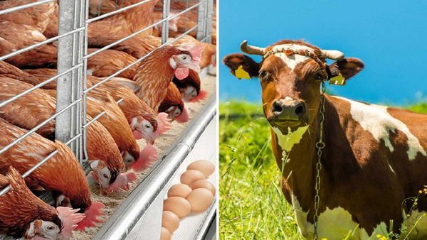 اختصاص بیش از 2هزار میلیارد ریال تسیهلات بانکی به پرورش دهندگان دام و طیوردر اصفهان 