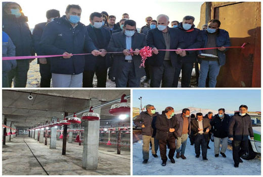 بازگرداندن 4 واحد مرغداری گوشتی راکد به چرخه تولید در سالجاری در هشترود