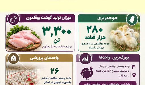  تولید ۳۳۰۰ تن گوشت بوقلمون در نیمه نخست سال در استان قزوین