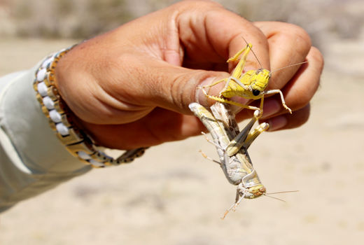 پایان 9 ماه مبارزه باملخ ها