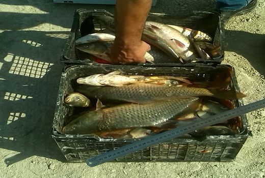 تولید بیش از 1500 تن ماهی گرمابی در فارس