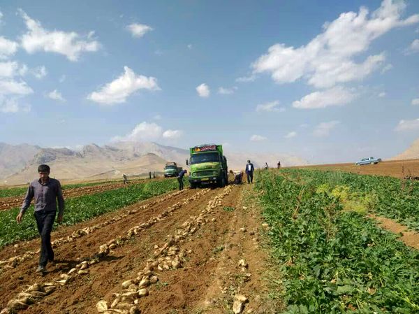 دو هزار و ۳۰۰ تن چغندرقند از مزارع شهرستان فارسان برداشت میشود