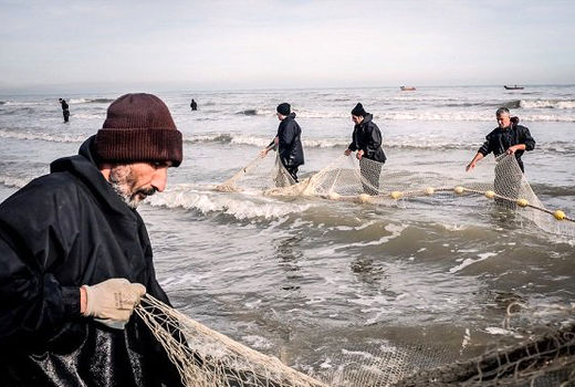 صید ۱۶۰۰ تن انواع ماهیان استخوانی در مازندران 