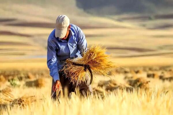 ۲۷۵ همت از مطالبات گندم&zwnj;کاران پرداخت شد/هدف&zwnj;گذاری برای پرداخت ۹۰ درصد مطالبات گندم&zwnj;کاران 