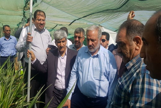 سرمایه گذاری ۵ هزار میلیارد تومانی برای توسعه گلخانه ها در کشور/ چابهار گلخانه طبیعی ایران است