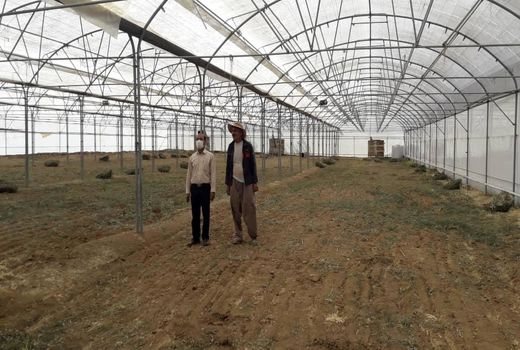 گلخانه راکد سورشجان به چرخه تولید بازگشت