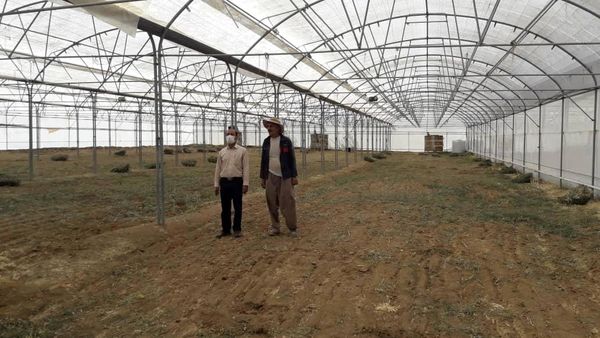 گلخانه راکد سورشجان به چرخه تولید بازگشت