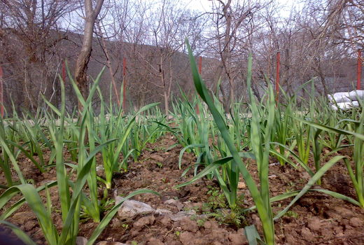 آغاز برداشت سیر در سطح بیش از 1000 هکتار 